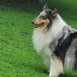 Willow - Collie
