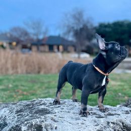Boy 2 - Tricolors French Bulldog puppy in Dallas, Texas from StaCCked Up Frenchies