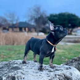 Boy 2 - Tricolors French Bulldog puppy in Dallas, Texas from StaCCked Up Frenchies