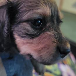 Dachshund Puppies from CLARK'S BREEDING PROGRAM