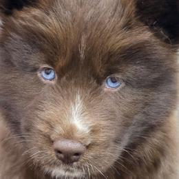Pepper - Red and white female Siberian Husky puppy in East Tawas, Michigan from BurnsBerg's Woolies