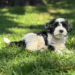 Cow - Black and white male Havanese puppy in Brisbane, California from Natalie’s Havanese