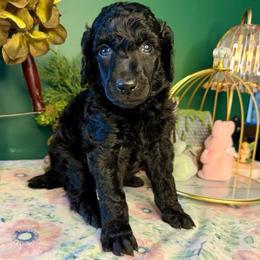 Zoe - Black female Poodle puppy in Greenwich, New York from MizzElle’s Standard Poodles