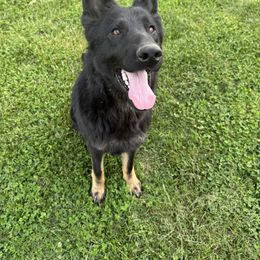 Atlas - German Shepherd