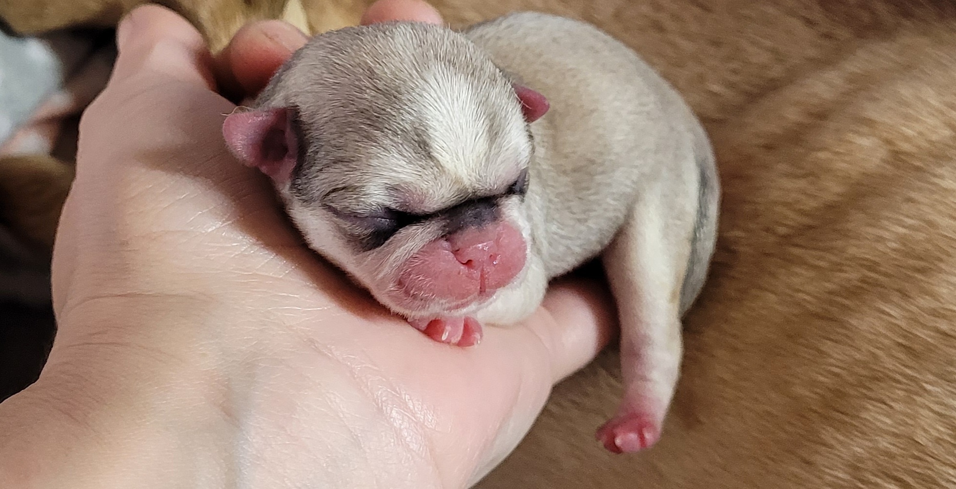 Bunny - Pug puppy in Clarksville, Tennessee from Button Maker Farms