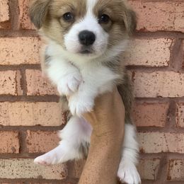 Hot Dog - Red male Pembroke Welsh Corgi puppy in Cumming, Georgia from Carter’s Corgis LLC