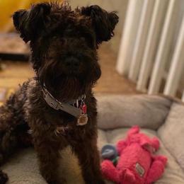 Tuck - Miniature Schnauzer