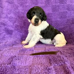 Brown - Black and white male Sheepadoodle puppy in Prairie Du Chien, Wisconsin from Hicklin Hollow Ranch