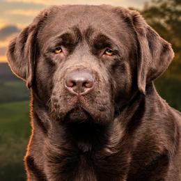 Bruce - Labrador Retriever