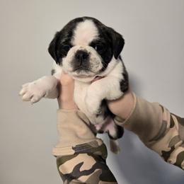 Boy 3 - Brindle male Pug puppy in Auburn, Kentucky from Prentice Family Pugs & Bugs