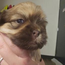 Obi wan Paw-nobi - Liver male Cavatzu puppy in West Valley City, Utah from Pulley Puppies