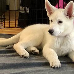 Berger Blanc Suisse Puppies from Foreman’s White Swiss Shepherds
