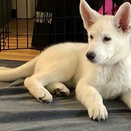 Berger Blanc Suisse Puppies from Foreman’s White Swiss Shepherds