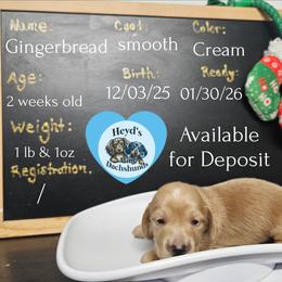 Gingerbread - Cream male Dachshund puppy in Hoquiam, Washington from Heyd's Mini Dachshunds