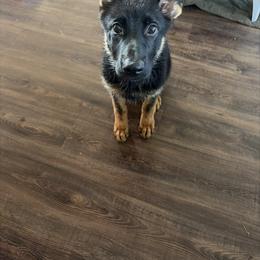 Faro vom Nutzenhof - Bi-color female German Shepherd puppy in Bath, Michigan from Nutzenhof