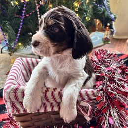 Arkansas ( Ark) - Liver white and tan male English Springer Spaniel puppy in Huntingdon, Pennsylvania from Indian Creek Springers and Doxies