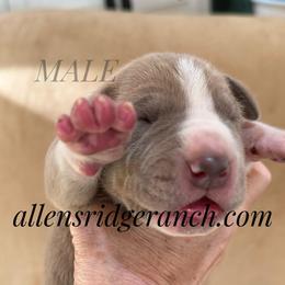 Bluefawn Siver Mantle Boy, Tanpoint, Choco carrier - Fawn male Great Dane puppy in Greenville, South Carolina from Allen’s Ridge Ranch