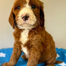 Teal - Red male Irish Doodle puppy in Bloomfield, Iowa from Schooley Doodles