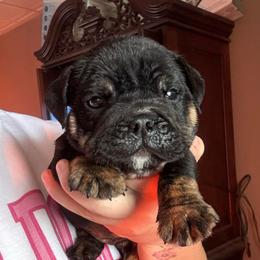Banjo - Black tri-color male Bulldog puppy in Fort Oglethorpe, Georgia from Jhuntfrenchies