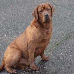 Squatch - Labrador Retriever
