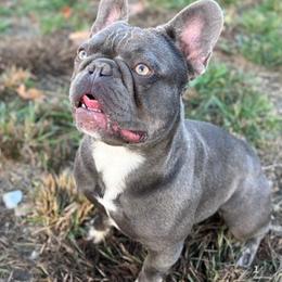 Vogue - French Bulldog puppy in Tennessee from Prestigious K9