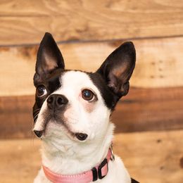 Klem - Boston Terrier