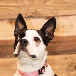Klem - Boston Terrier