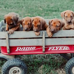 Rhodesian Ridgeback Puppies from Raven’s Ridgeback