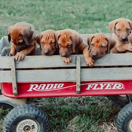 Rhodesian Ridgeback Puppies from Raven’s Ridgeback