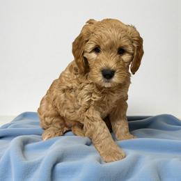 Tater - Apricot male Goldendoodle puppy in Stroudsburg, Pennsylvania from Momma’s Mini Goldendoodles