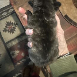 Girl 1 - female French Bulldog puppy in Livingston, Texas from Drake Home Frenchies