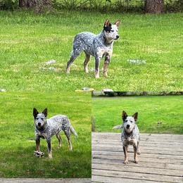 Kaja - Australian Cattle Dog