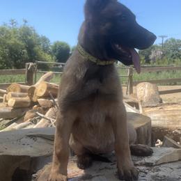 Belgian Malinois Puppies from BlueStone