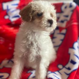 Peanut - Parti male Goldendoodle puppy in Cumberland, Rhode Island from minigoldendoodlesofRI