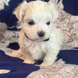Male Black Collar - White male Maltese puppy in Cisco, Texas from Fancy Pants Maltese
