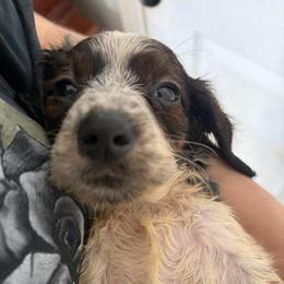 Hati - Piebald male Dachshund puppy in Conroe, Texas from R&M Dachshunds