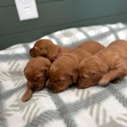 Girl 2 - Dark golden female Golden Retriever puppy in Marshfield, Missouri from Hilltop Kennel LLC