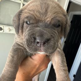 Formentino female purple collar - Gray and fawn female Cane Corso puppy in Cherry Valley, California from Liberty Corsos