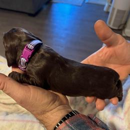 S'More - Brown and white female Cocker Spaniel puppy in Memphis, Tennessee from Cordova Cockers