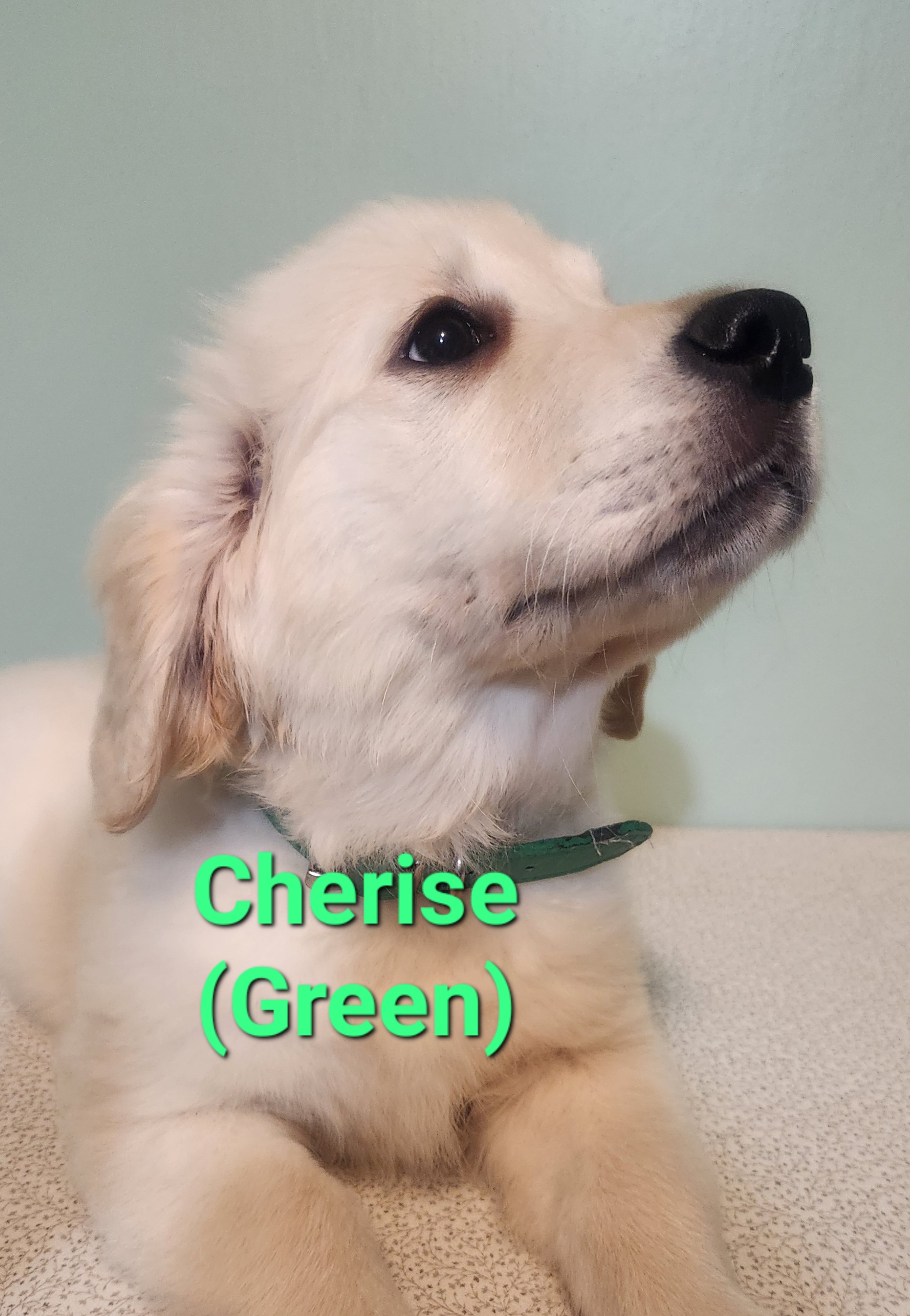 Golden Retriever Puppies from Halo Kennels