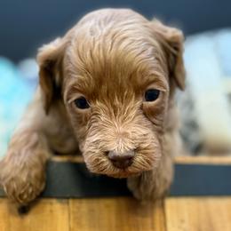 Annie - Red female Cavapoo puppy in Hayden, Alabama from Agape Southern Farms