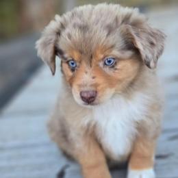 Rowan - Red merle male Miniature Australian Shepherd puppy in Paris, Texas from Blue Envy Mini Aussies