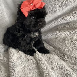 Girl 2 - Black and white Shih Tzu puppy in Blackwood, New Jersey from Ju Ju Bee Shih Tzus