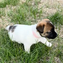 Pink girl - Tri-color female Jack Russell Terrier puppy in Berthoud, Colorado from Shelby Burleson's Golden Retrievers and Jack Russell Terriers