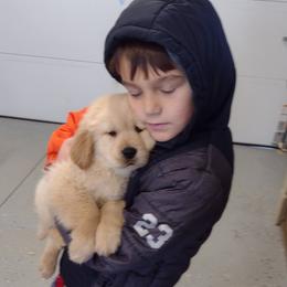 Australian Shepherd and Golden Retriever Puppies from Happy Valley Farms