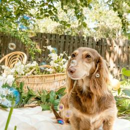 Riley - Dachshund