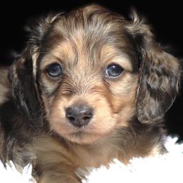 Liam - Cream male Dachshund puppy in Azle, Texas from American Dachshunds