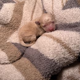 Cream - Cream female Poodle puppy in Austin, Texas from C & C Texas Toy Poodles