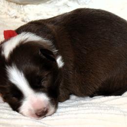 Girl 1 - female Border Collie puppy in Benson, Arizona from Twisted Acres Border Collies and Mudi