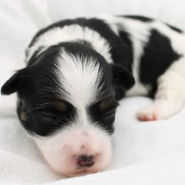 Mambo - Black and white male Havanese puppy in Hendersonville, North Carolina from Grayfinn House